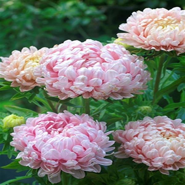 주식회사 모야모코리아 농업회사법인 겹과꽃 Duchess Peony 코랄로즈, 20알