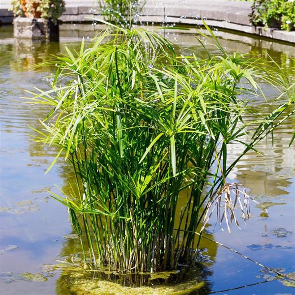 모야모 시페루스 Cyperus alternifolius nanus, 100알 가격 추이 모야모 시페루스 Cyperus alternifolius nanus, 100알 - 최저가 6,100원