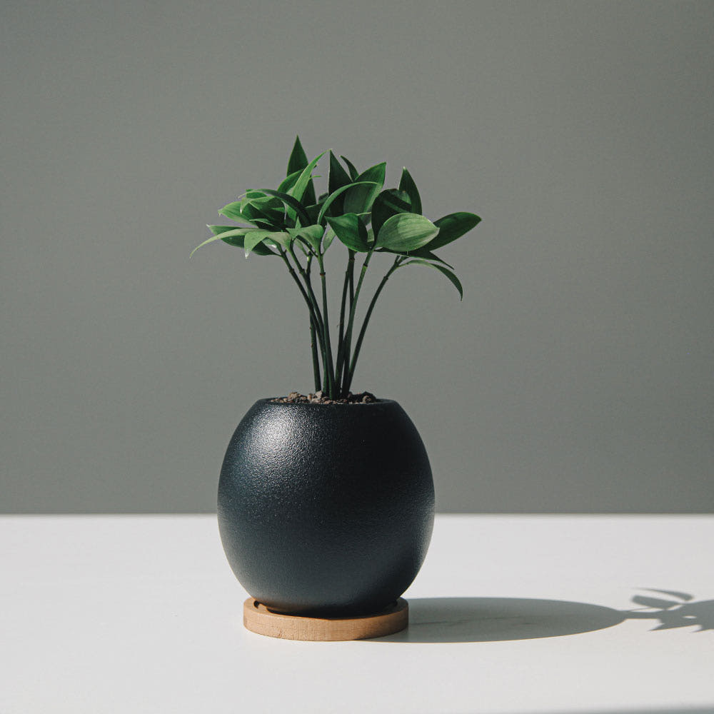 죽백 흑자기세트, 흑자기 , 원형받침 7.5cm, 화산석 블랙, 1개