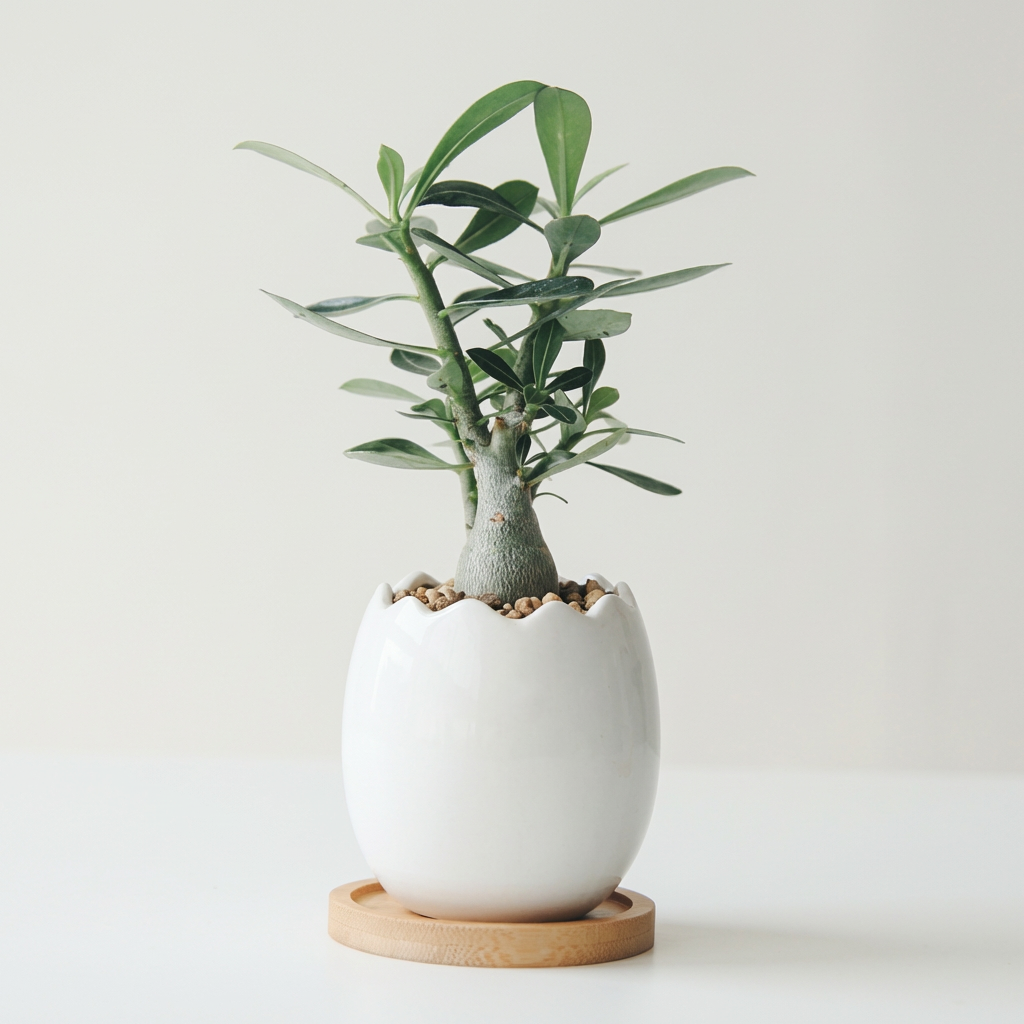 펫플랜트 미니바오밥 오베숨, 깨진달걀 화이트 화분, 받침 8cm, 마사토, 1개