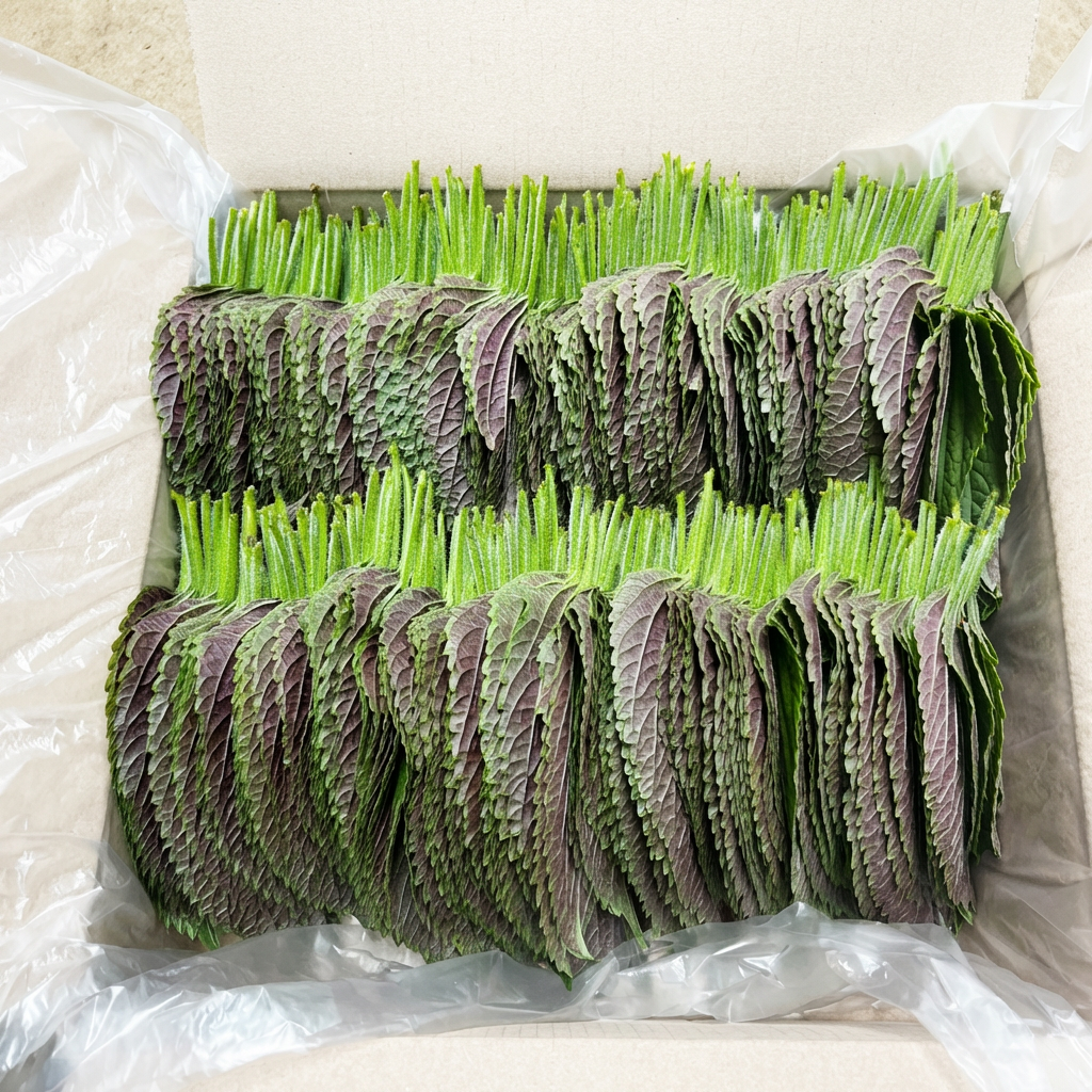 밀양 청년 깻잎, 500g, 1박스