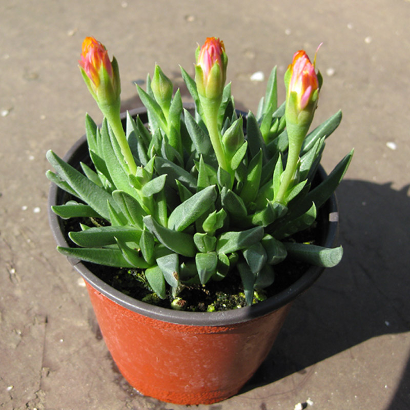 허브여울 허브여울 요술꽃, 지름 9cm, 소품, 1개