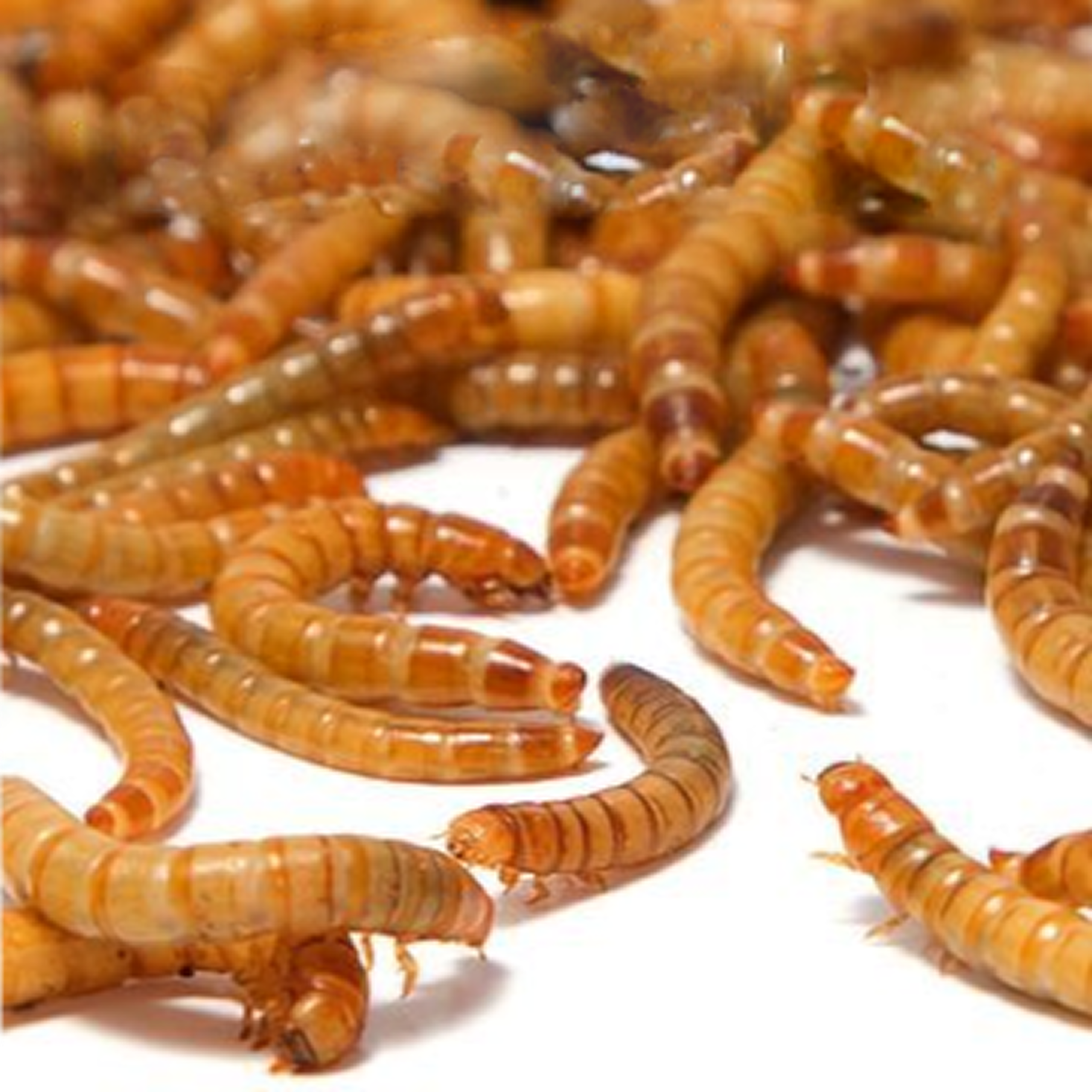 밀웜씨티 밀웜씨티 살아있는 밀웜, 1.5~1.9cm, 200마리