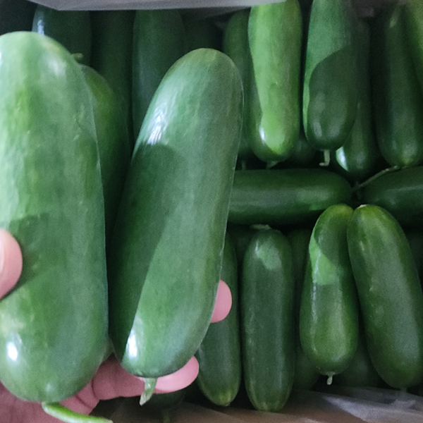 또드림마켓 미니오이, 1kg, 1박스 가격 추이 제이피유통 또드림마켓 미니오이, 1kg, 1박스 - 최저가 5,200원