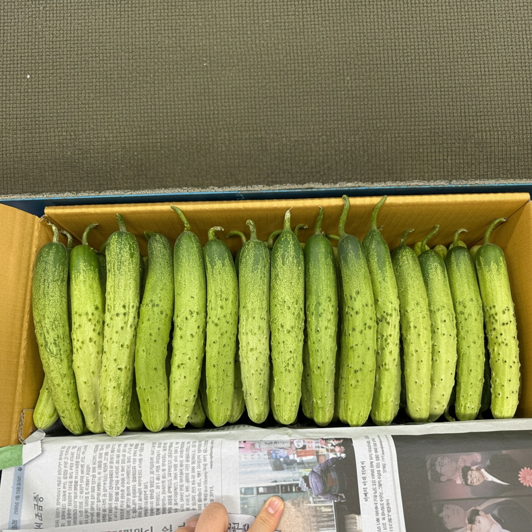 정다운영농조합법인 정다운농장 국내산 백다다기 오이, 피클용, 9kg, 1박스