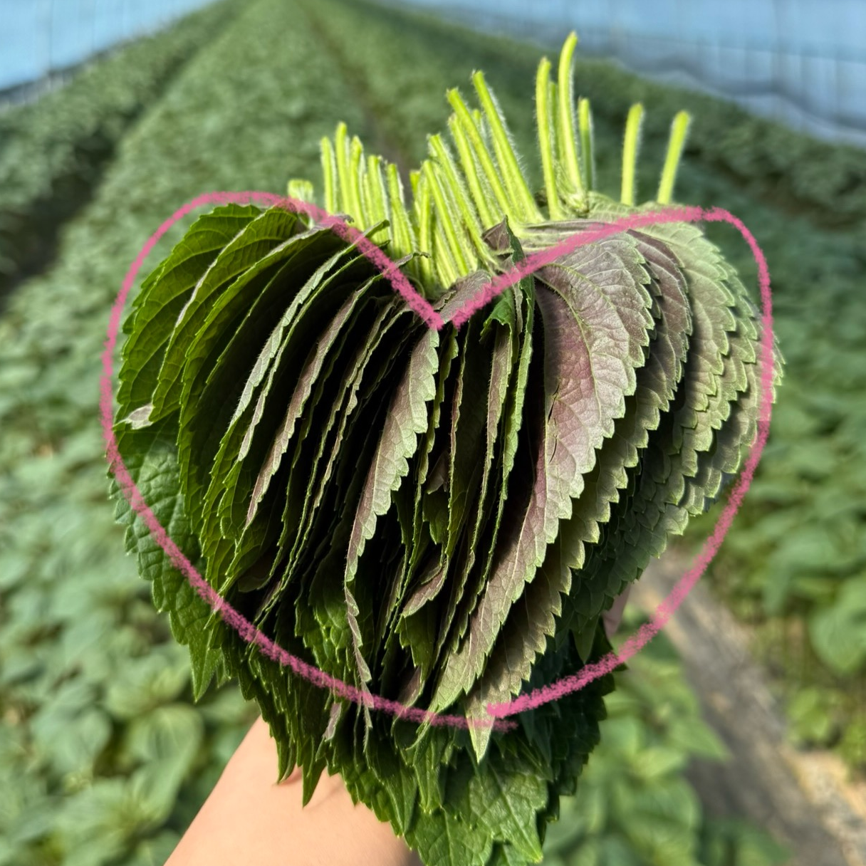 제철한가득 밀양 깻잎, 1박스, 1kg