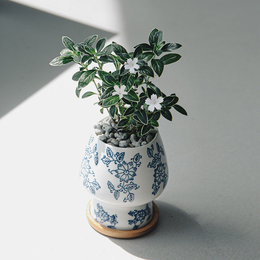 펫플랜트 백정화 유월설 꽃담청화, 받침 7.5cm, 화산석 그레이, 1개