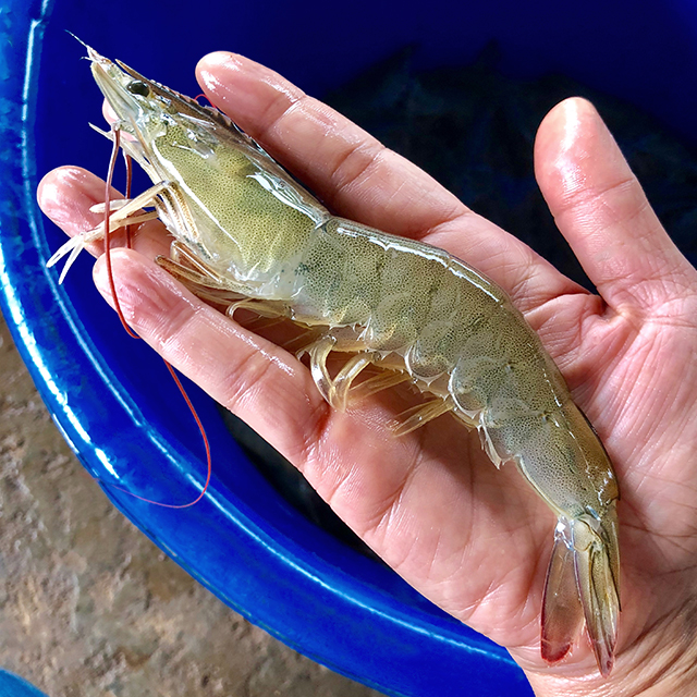 국내산 제철 흰다리새우 생새우회, 500g, 1개 가격 추이 국내산 제철 흰다리새우 생새우회, 500g, 1개 - 최저가 18,900원