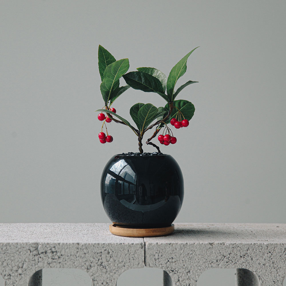 펫플랜트 천냥금분재 달항아리, 달항아리 , 소립블랙, 받침 7.5cm, 1개